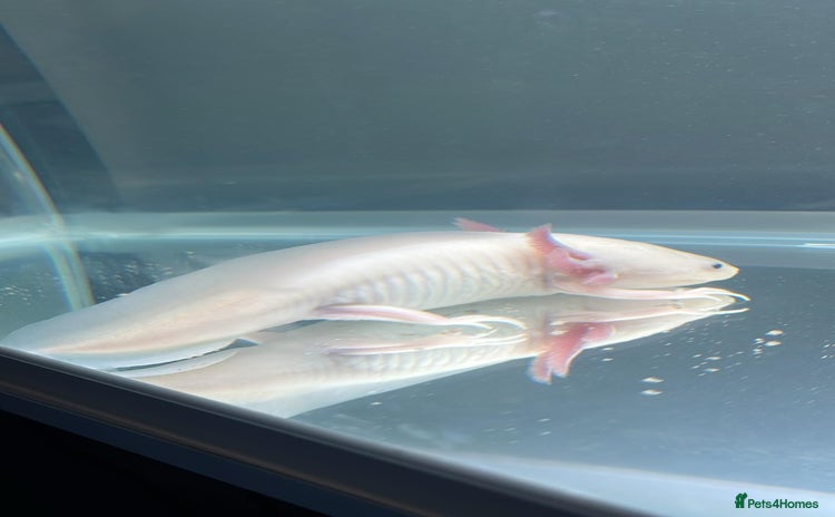 Other/Mixed Breed fish - Advert 13