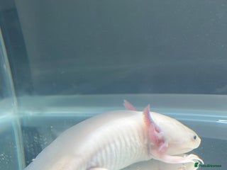 Other/Mixed Breed fish - Advert 18