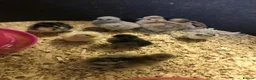 Chickens poultry for sale: 6 x Hatching Eggs available Mixed Bantams  - Advert 10