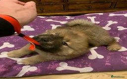 Chow Chow dogs for sale: Beautiful Male Chow Chow - Ready Now - Advert 2