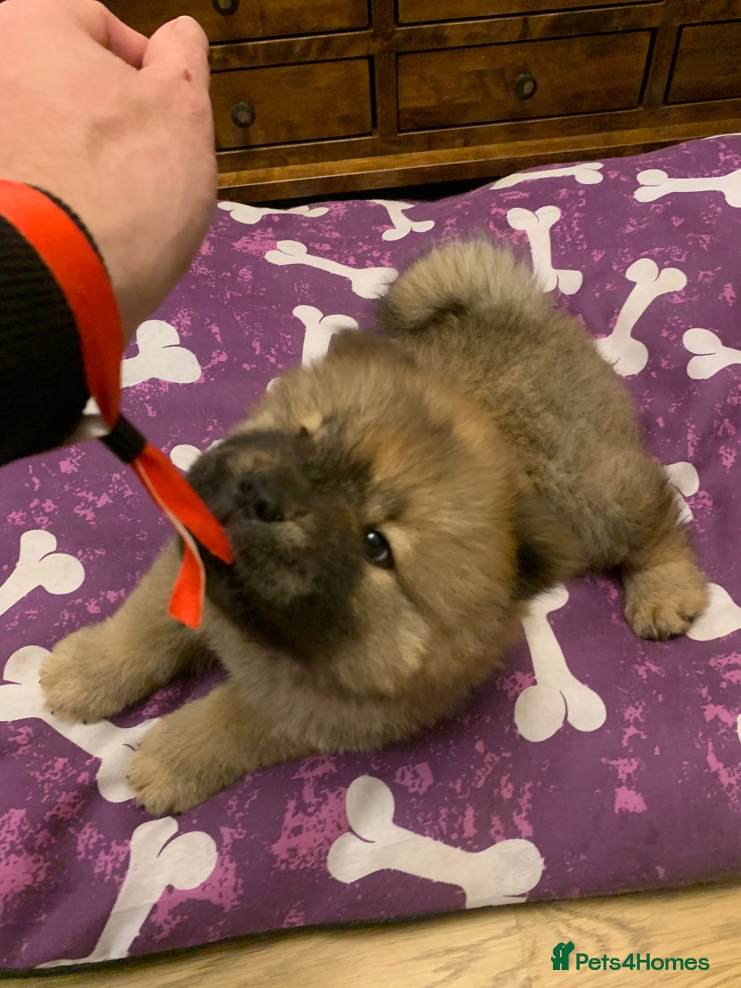 Chow Chow dogs for sale: Beautiful Male Chow Chow - Ready Now - Advert 2
