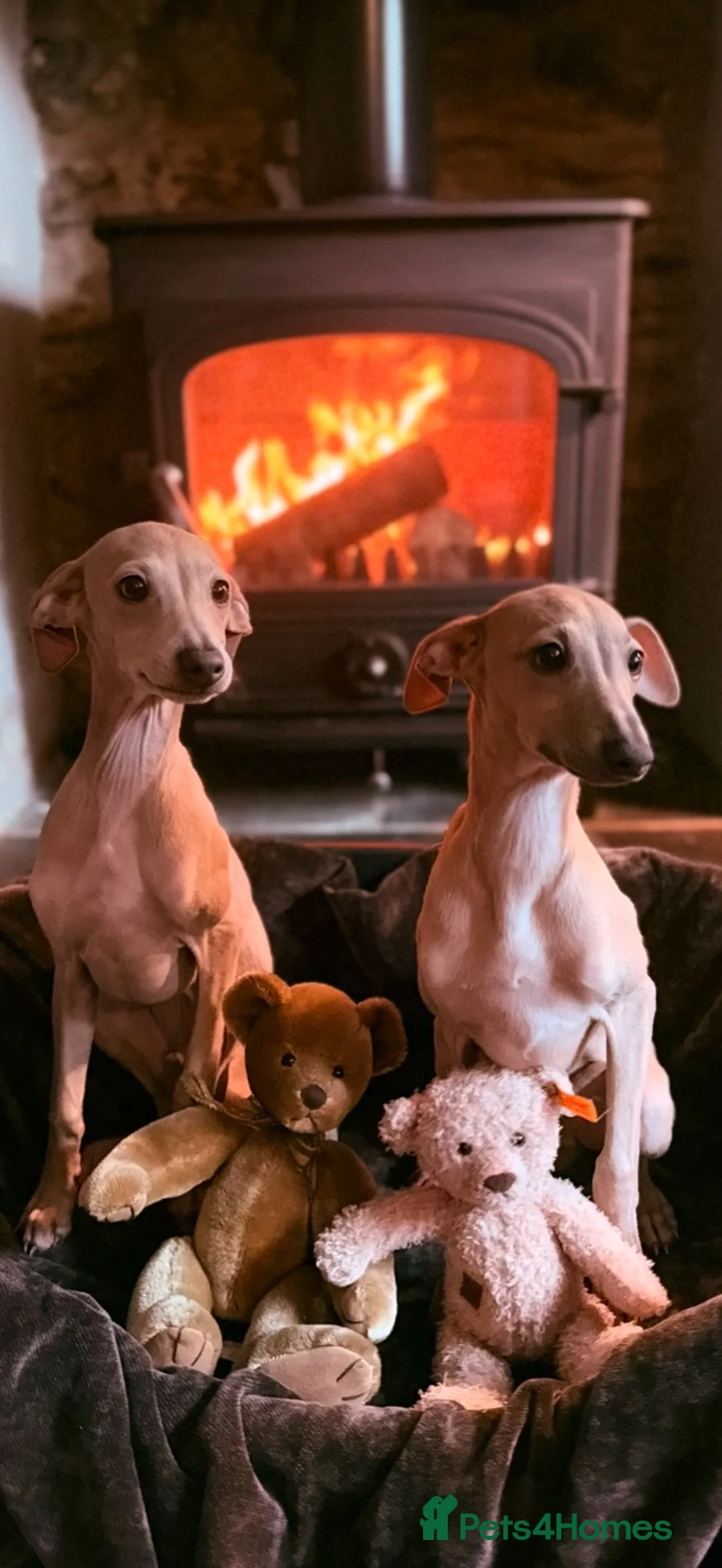 Italian Greyhound dogs for sale: Italian Greyhound KC  – READY NOW! 2 fawns  - Advert 1