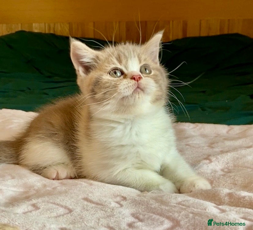 Scottish Fold cats 🧸1 OUTSTANDING TICA FAWN BICOLOUR GIRL LEFT 🧸 - Advert 1