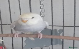 Budgerigars birds for sale: Baby budgies for sale - Image 1