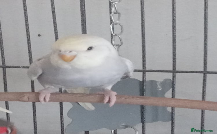 Budgerigars birds - Advert 8