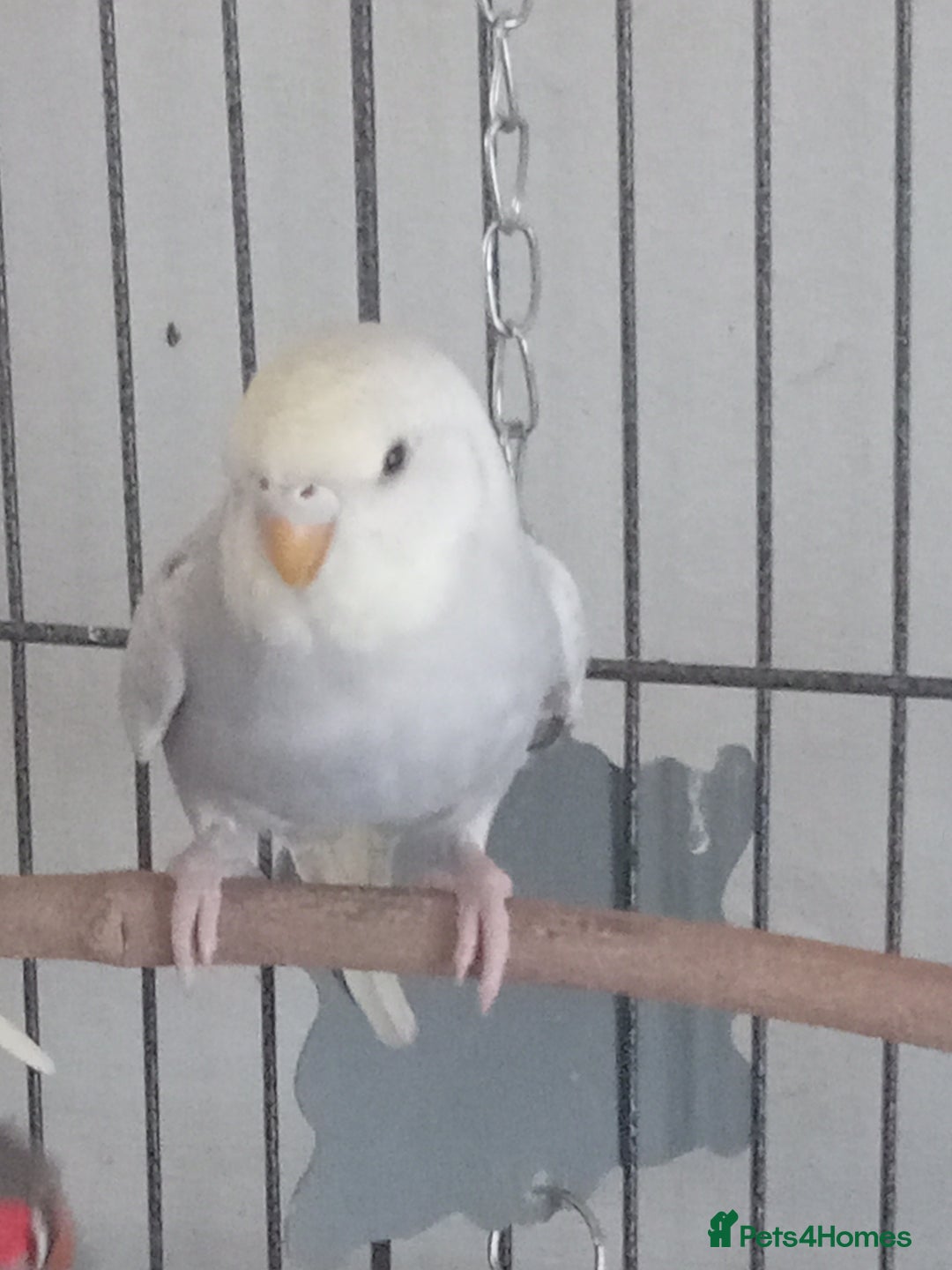 Budgerigars birds for sale: Baby budgies for sale - Image 1