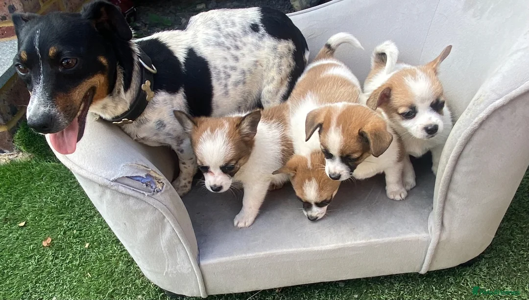 Mixed Breed dogs for sale: Jack Russell x Pomeranian pups in Mayfield - Advert 1