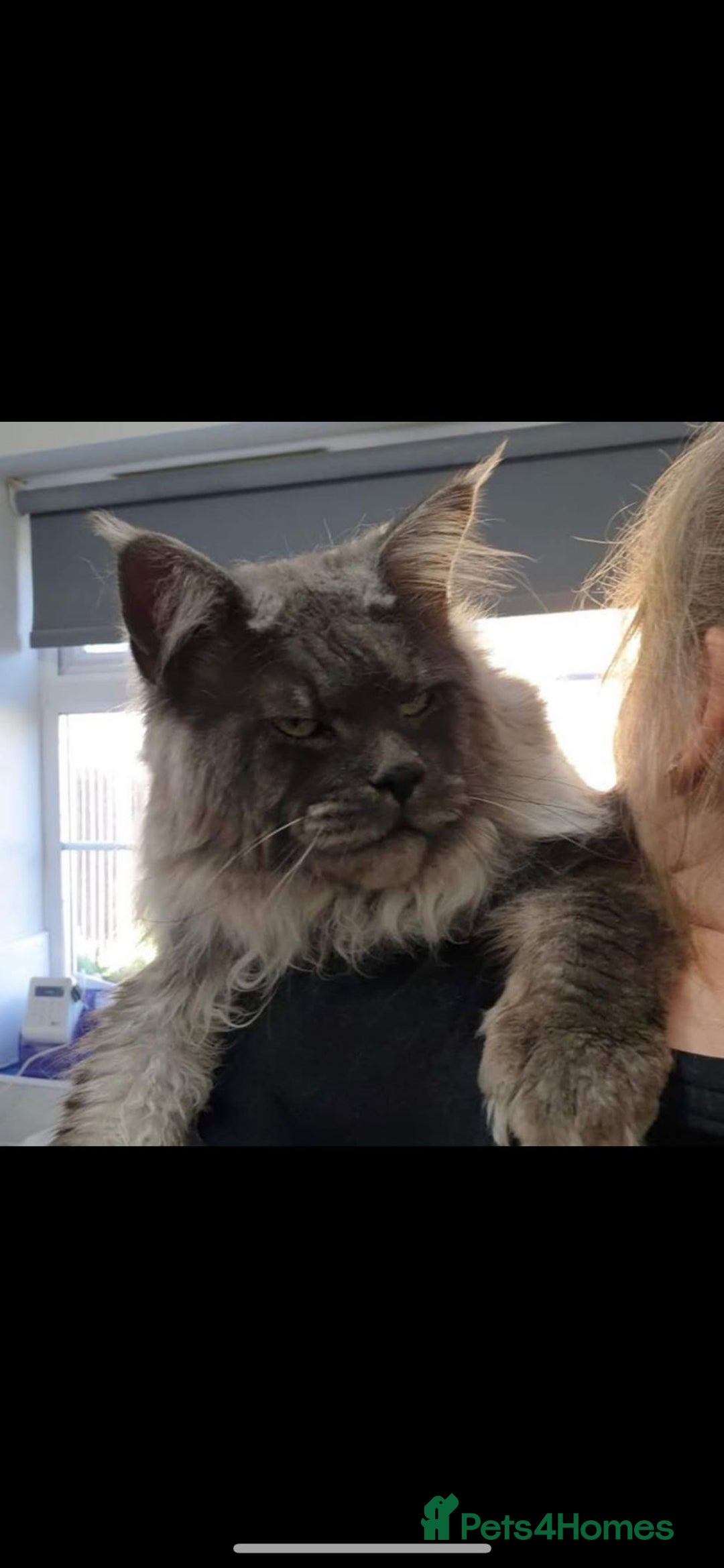 Maine Coon cats for sale: Black smoke female pedigree- Active possible  - Advert 4