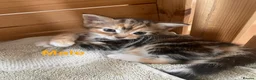 Mixed Breed cats for sale: Kittens for sale  in Pontypridd - Advert 4