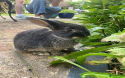 Mixed Breed rabbits for sale: 3 Mini Lop Cross Rabbits - Image 3