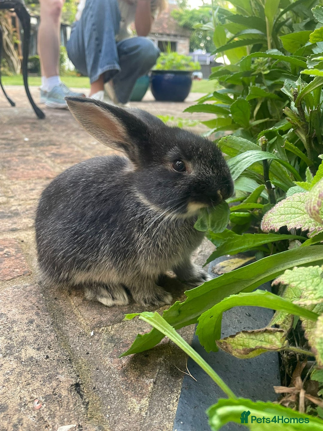 Mixed Breed rabbits for sale: 3 Mini Lop Cross Rabbits - Image 3