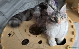 Maine Coon cats for sale: Pure Bred Maine Coon "Petite" - For Sale - Image 1