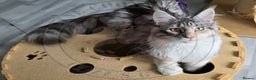 Maine Coon cats for sale: Pure Bred Maine Coon "Petite" - For Sale - Advert 1