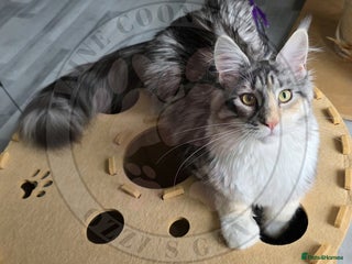 Maine Coon cats for sale - Advert 2