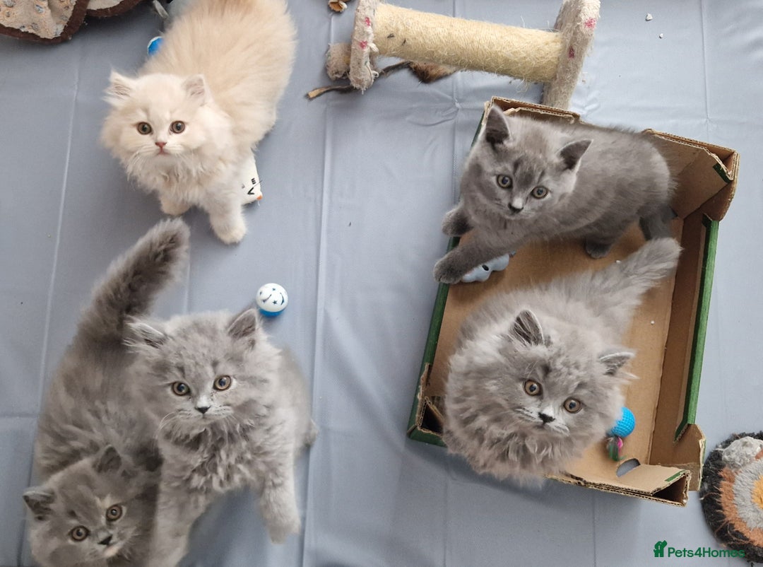 British Longhair cats for sale: british shorthair and shorthair males - Image 15