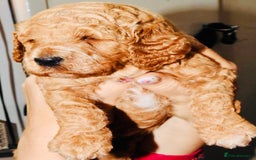 Mixed Breed dogs for sale: Irish doodle x Poodle Pointer puppies. Stunning!!! - Image 15