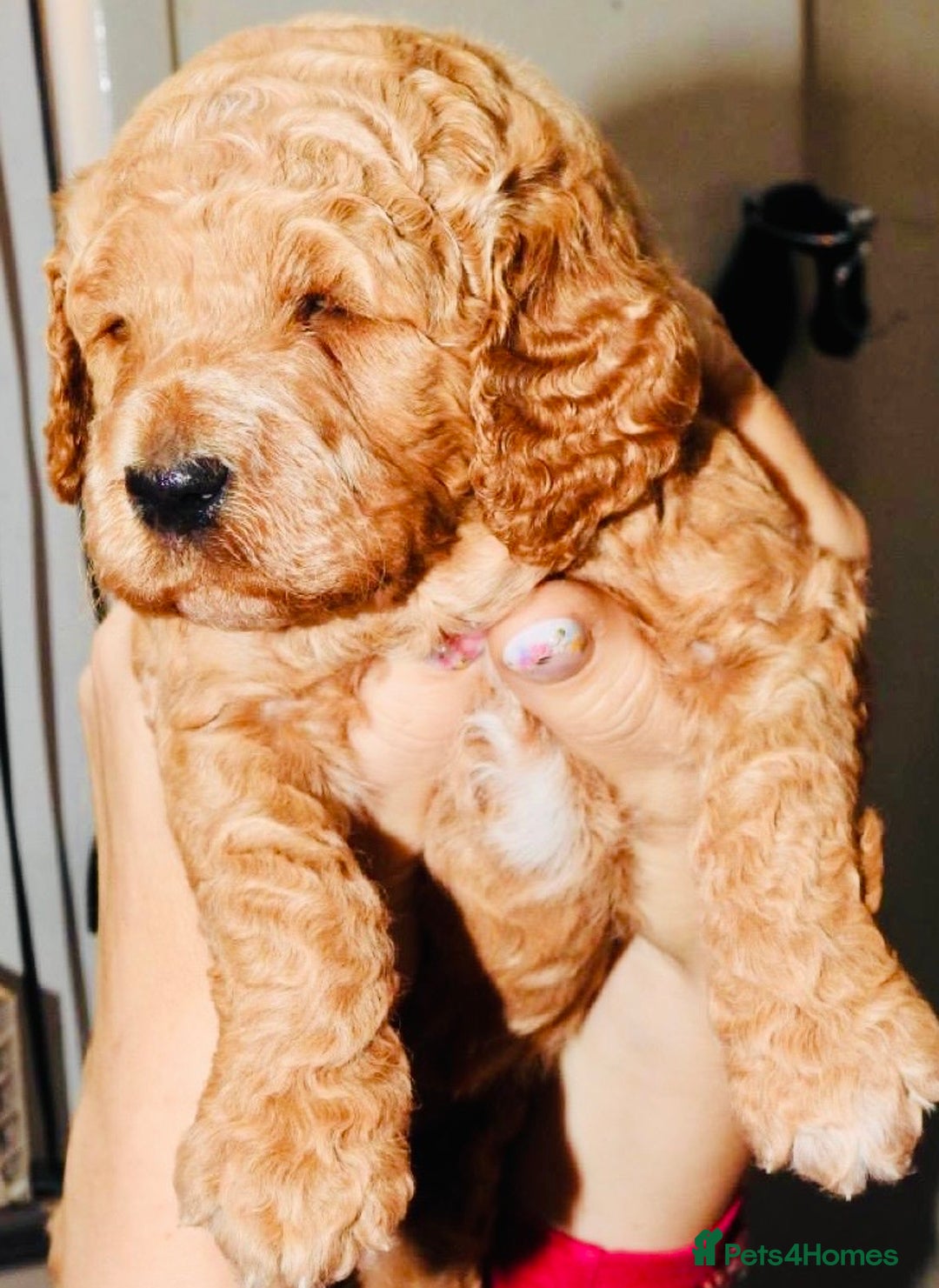 Mixed Breed dogs for sale: Irish doodle x Poodle Pointer puppies. Stunning!!! - Image 15