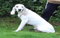 Mixed Breed dogs for sale: Rare Porcelaine Hound Puppies - Image 6