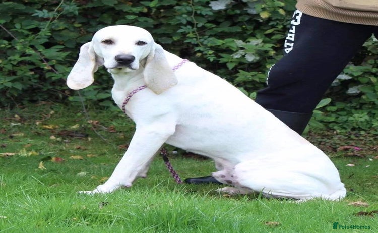 Mixed Breed dogs - Advert 3