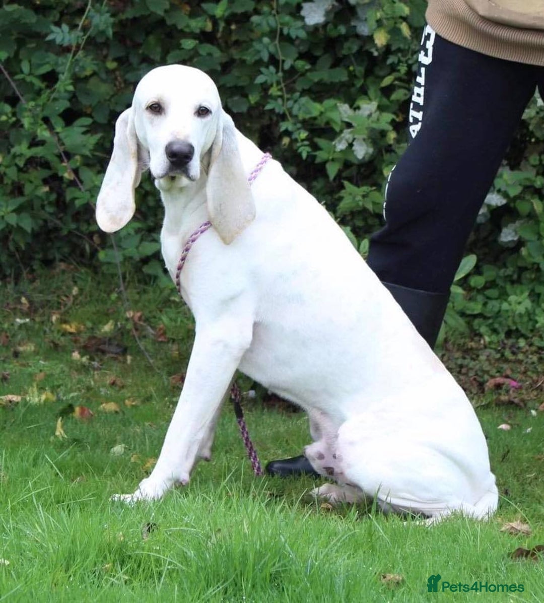 Mixed Breed dogs for sale: Rare Porcelaine Hound Puppies - Image 6