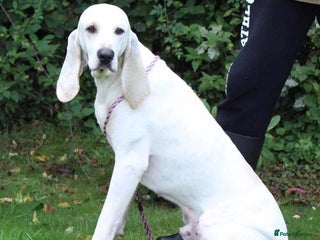 Mixed Breed dogs - Advert 1