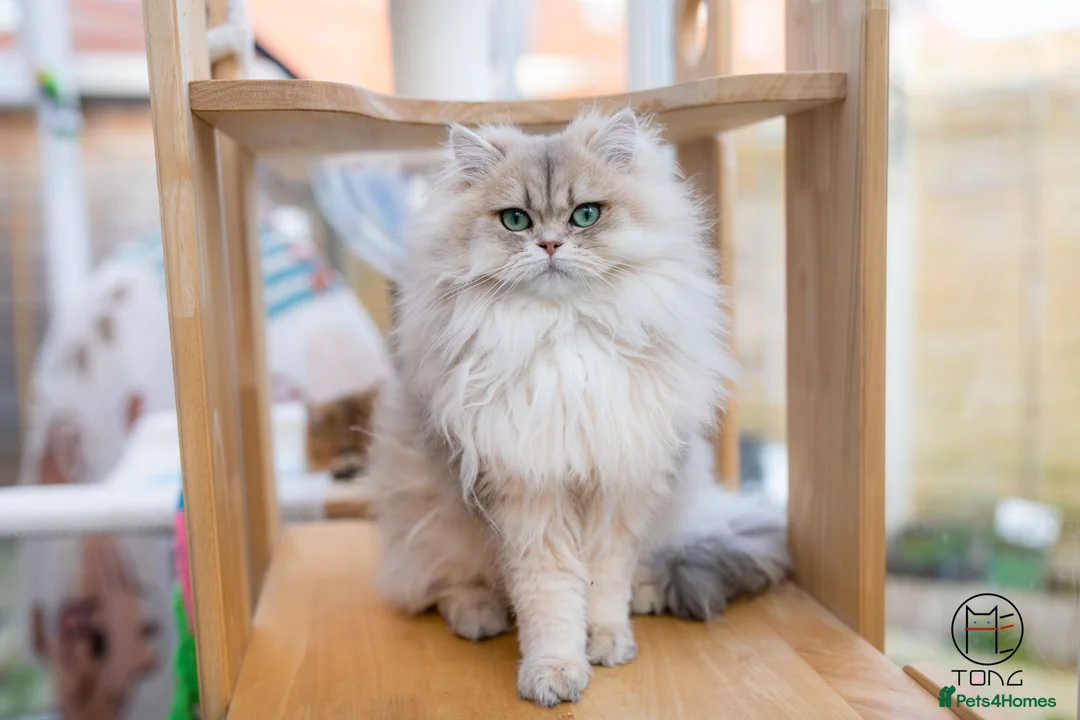 British Shorthair cats for sale: TICA Blue Golden BSH/BLH kittens looking for homes - Advert 11