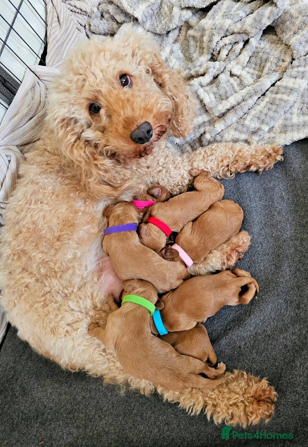 Cockapoo dogs F1b Cockapoo puppies - Advert 3