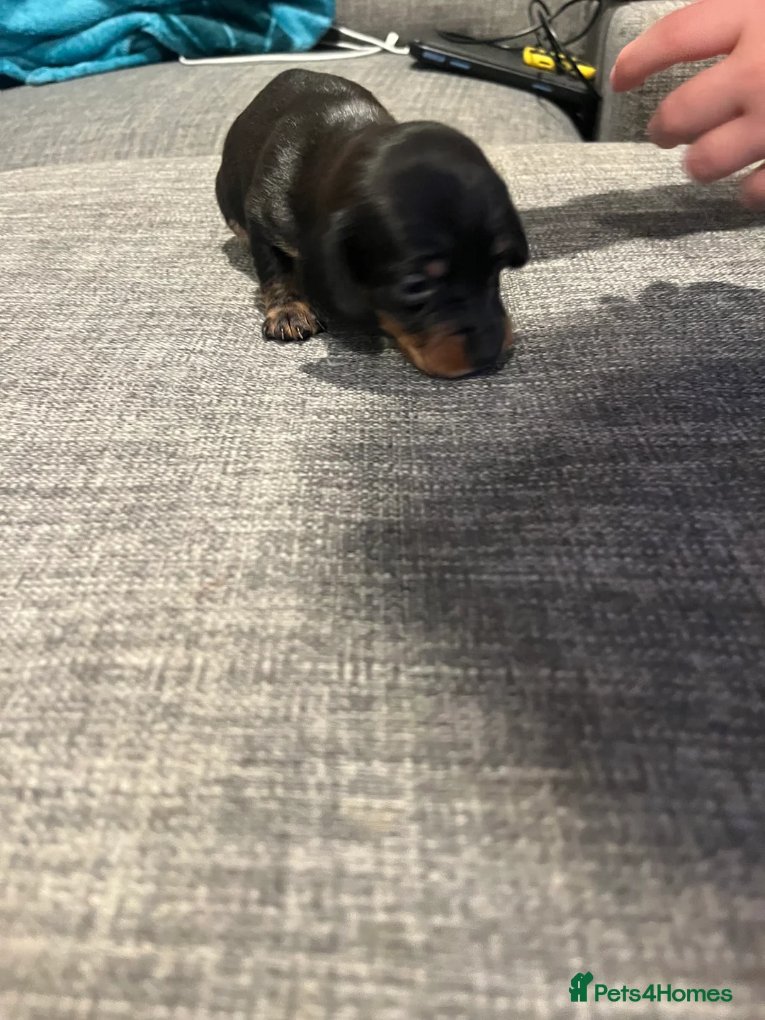 Dachshund dogs for sale: 6 gorgeous little pups - Advert 5