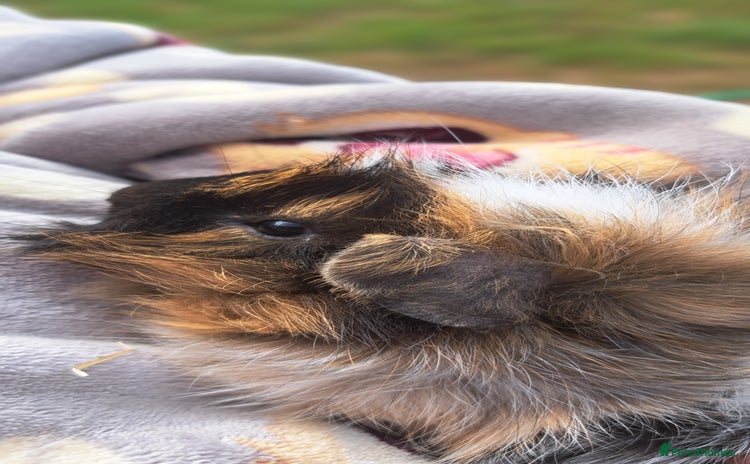 Guinea Pig rodents - Advert 3
