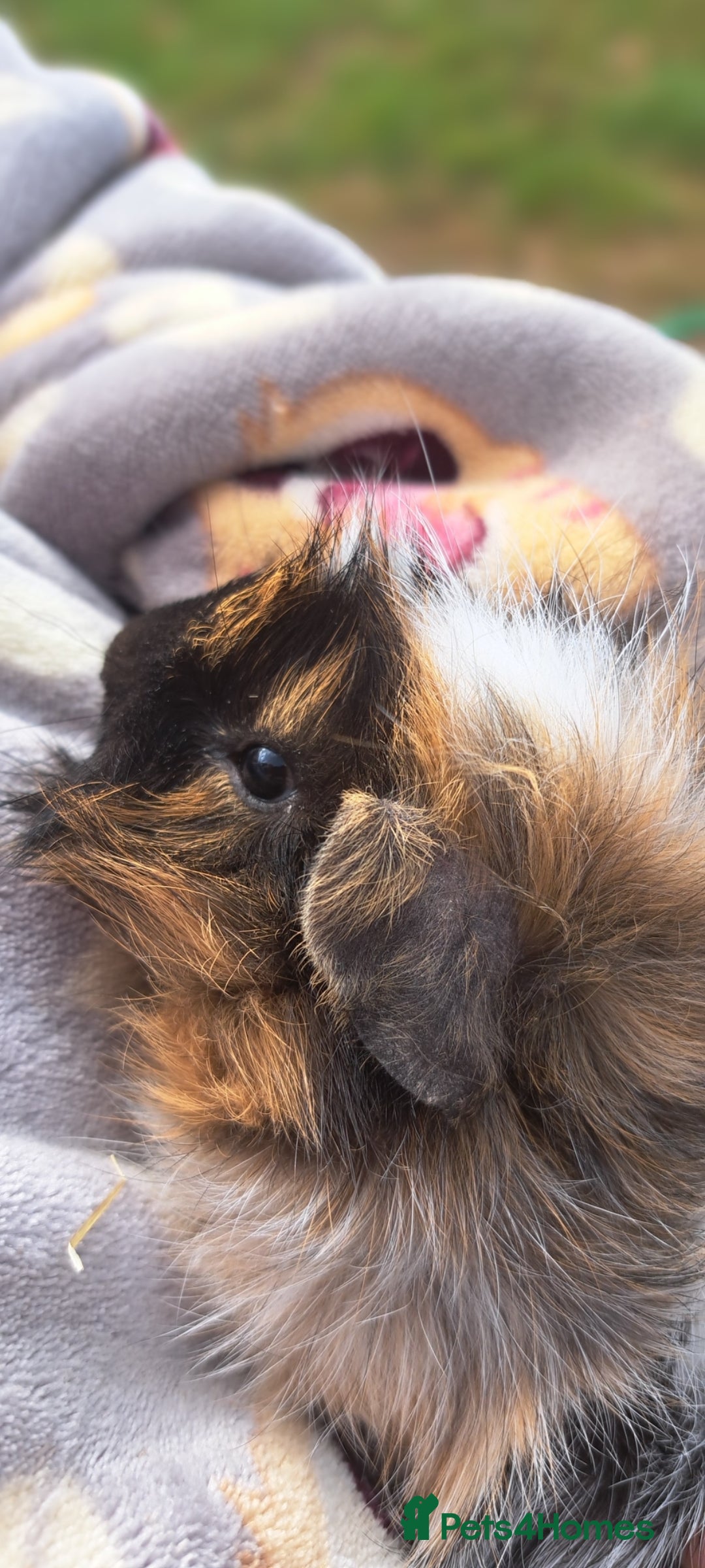 Guinea Pig rodents for sale: Two bonded boar guinea pigs £40 pair - Image 1