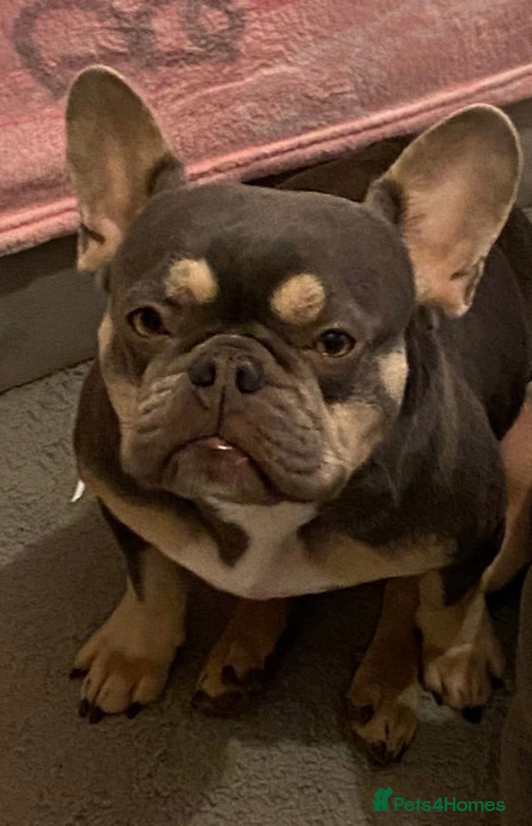 French Bulldog dogs for sale: Male Frenchie  - Advert 4