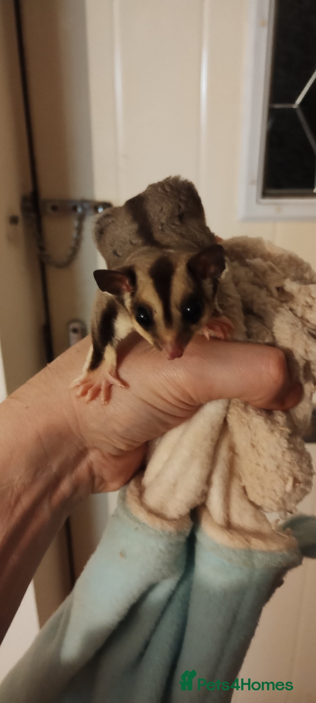 Sugar Glider rodents for sale: Sugar glider, female, 12 weeks. - Advert 2