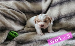 Cocker Spaniel dogs for sale: Goregous Litter of Cocker Spaniel Puppies  - Image 9