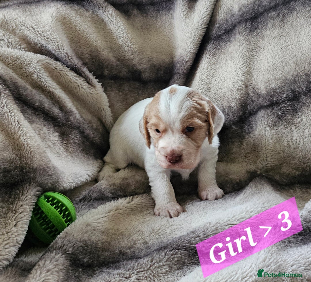 Cocker Spaniel dogs for sale: Goregous Litter of Cocker Spaniel Puppies  - Image 9