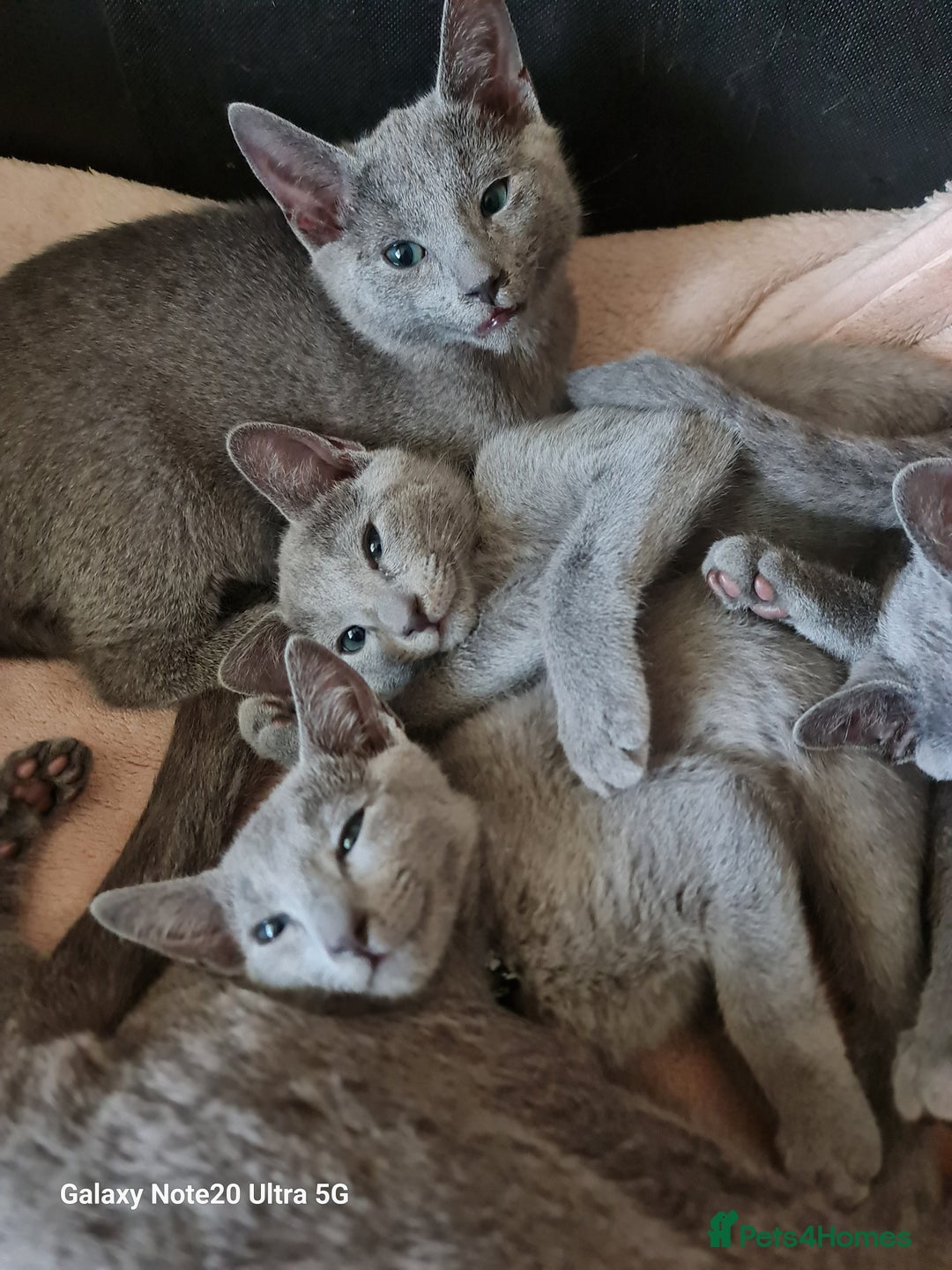 Russian Blue cats for sale: Stunning Russian Blue kittens-pure Pedigree - Advert 11