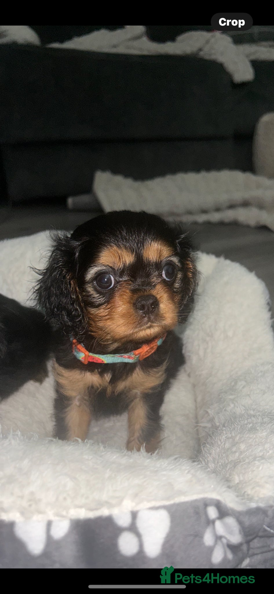Cavalier King Charles Spaniel dogs Ready on Thursday beautiful Black and Tan girl  - Advert 17