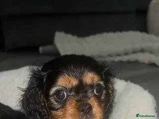 Cavalier King Charles Spaniel dogs Ready on Thursday beautiful Black and Tan girl - Advert 17