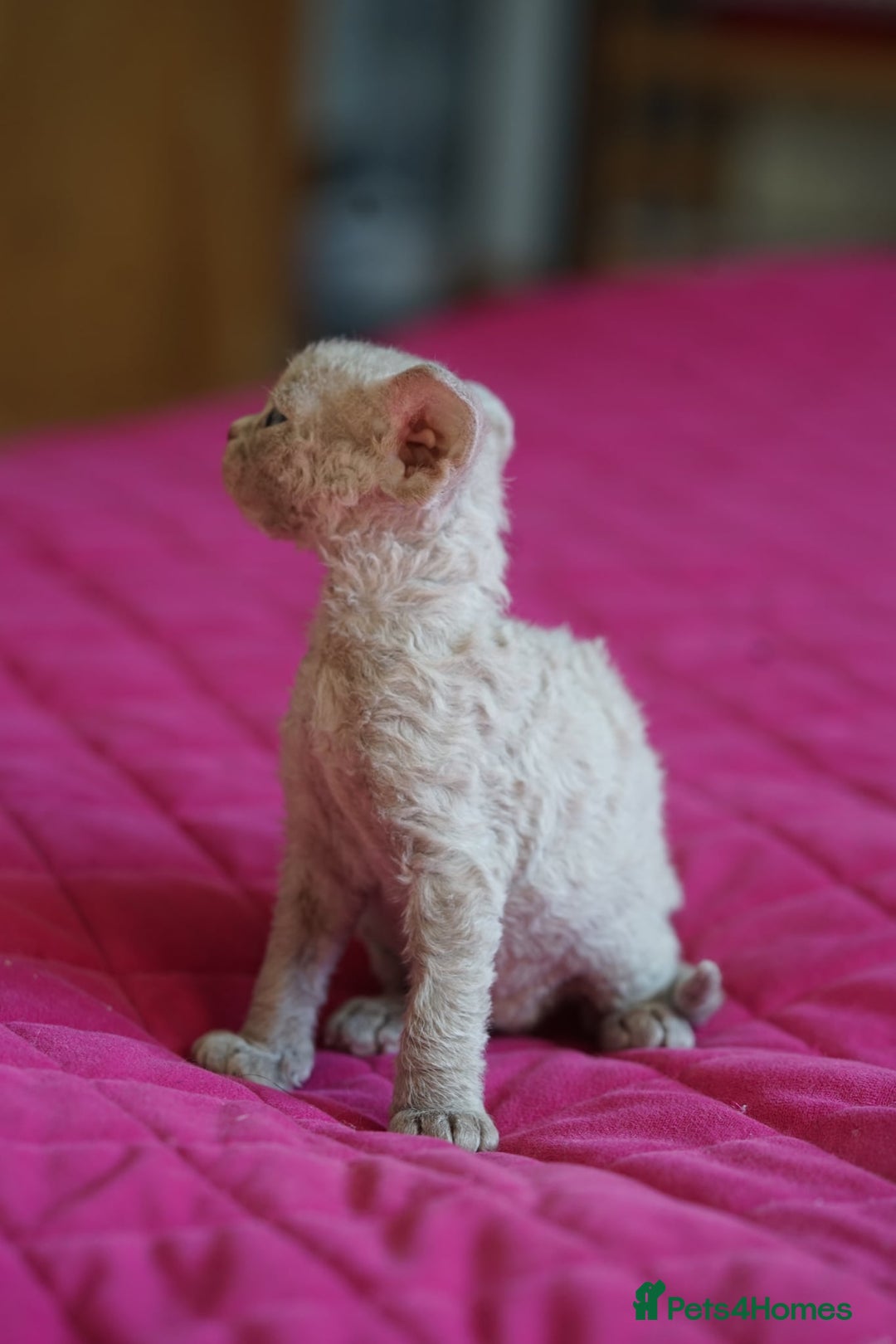 Devon Rex cats for sale: Ravel 💜male Devon Rex available  - Image 14