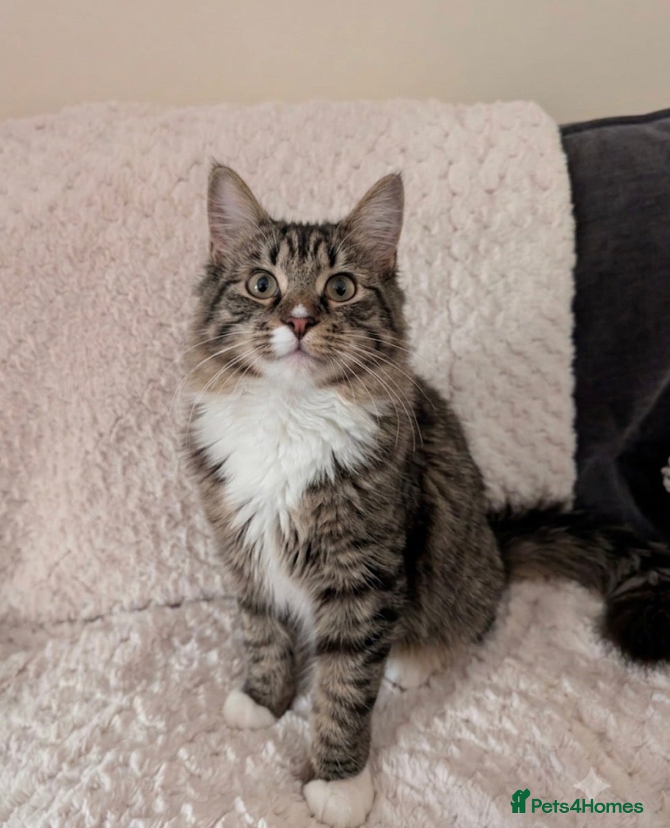 Mixed Breed cats Maine coon Mix kittens  - Advert 1