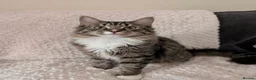 Mixed Breed cats for sale: Maine coon Mix kittens  - Advert 1