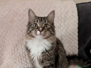 Mixed Breed cats Maine coon Mix kittens - Advert 4