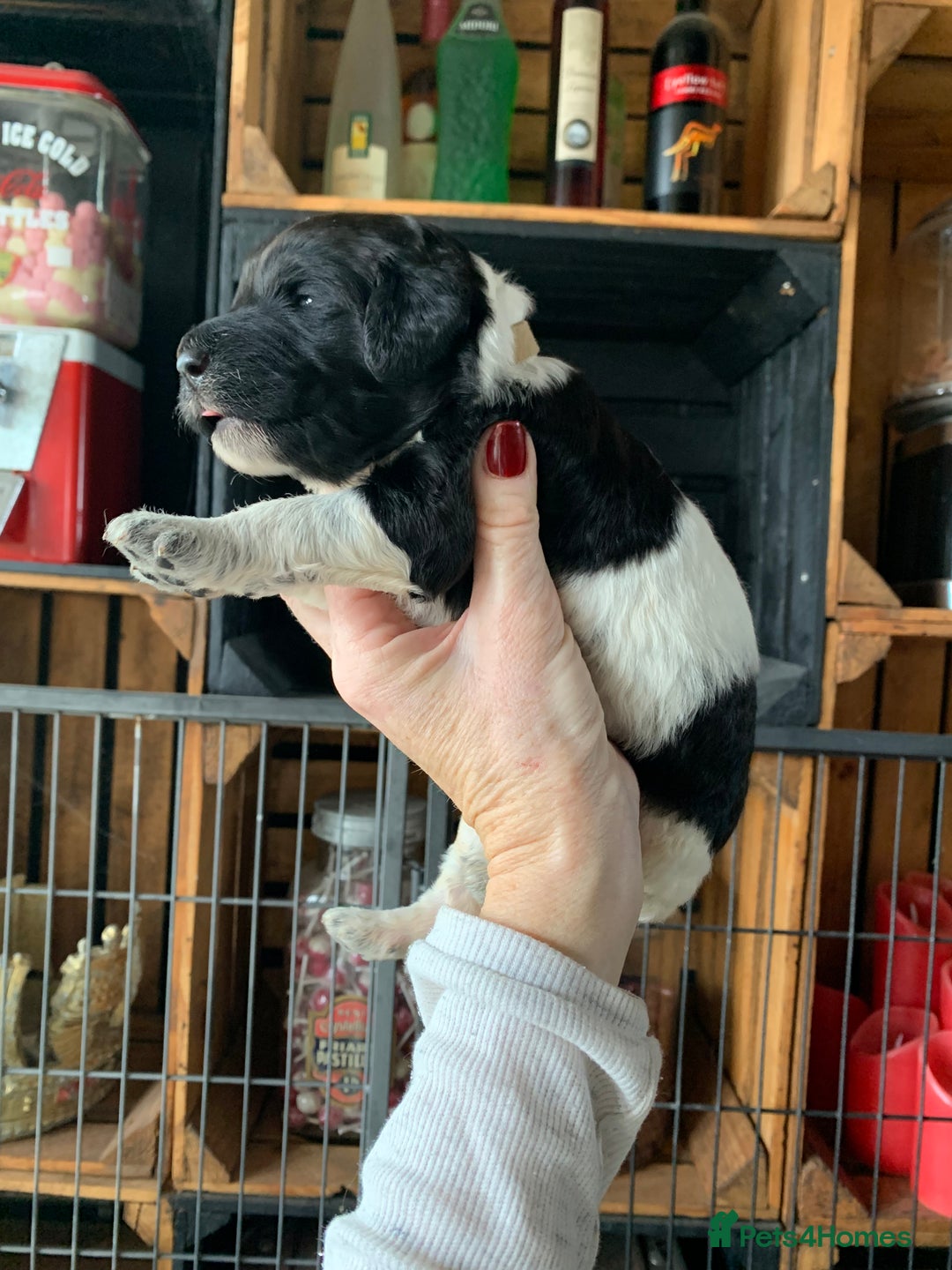 Bernedoodle dogs for sale: Standard Bernedoodle Blue Merle, Black White. - Image 11