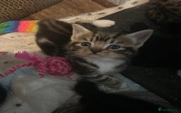 Mixed Breed cats for sale: 15 kittens for sale (4 LEFT REDUCED)  in Hassocks - Image 10