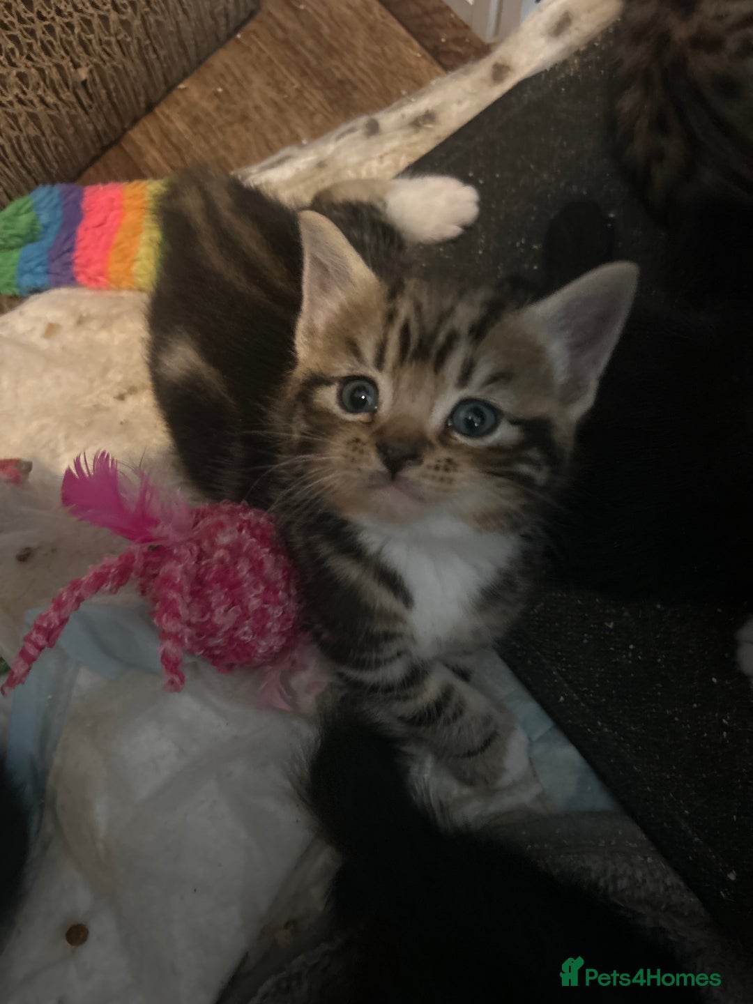 Mixed Breed cats for sale: 15 kittens for sale (4 LEFT REDUCED)  in Hassocks - Image 10