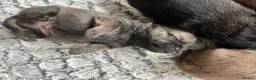 Pomchi dogs for sale: 🐶 Beautiful Pomchi pup – 🐶 - Advert 19