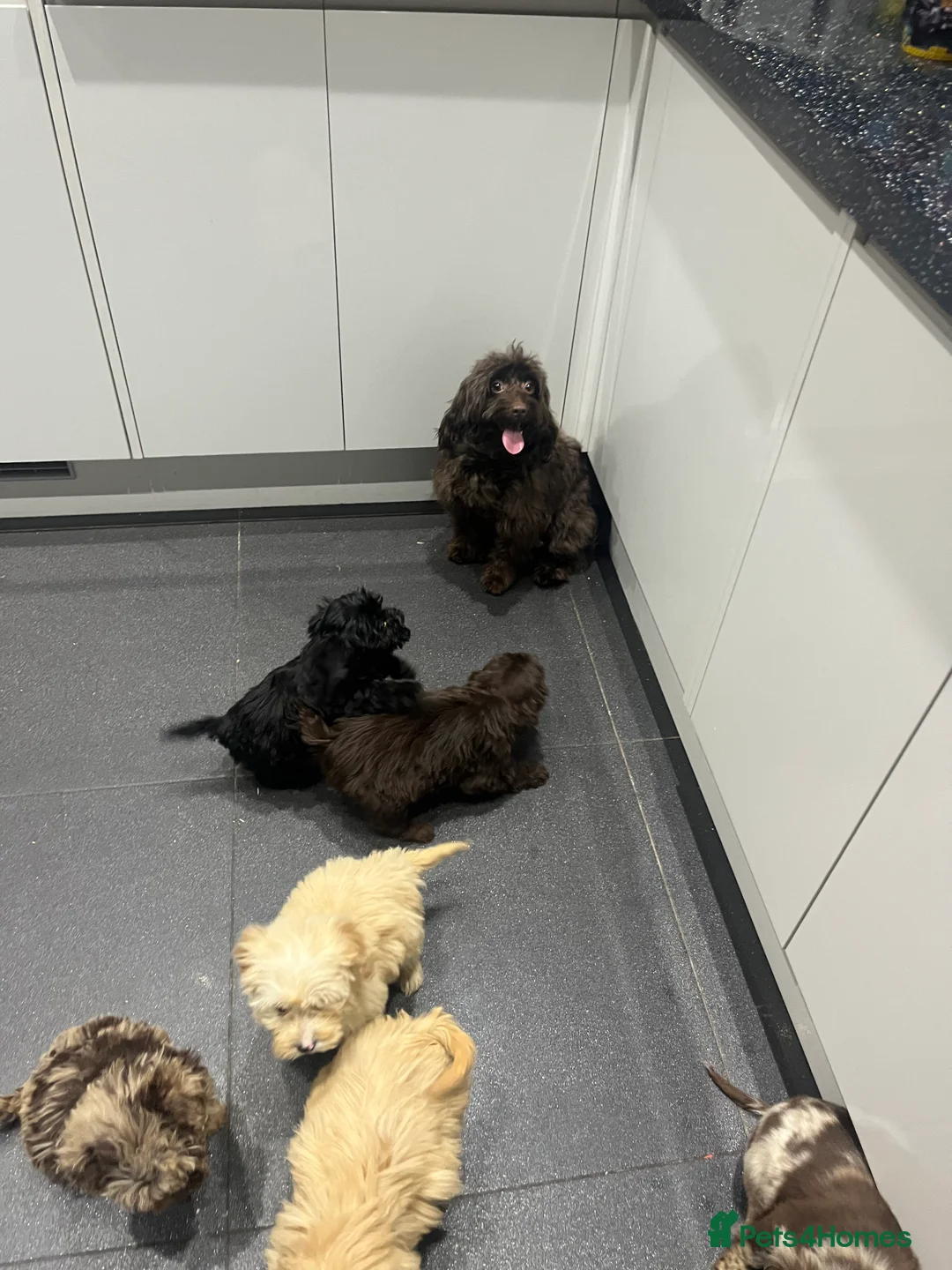 Cockapoo dogs for sale: Beautiful merl Cockpoo puppies  - Advert 20
