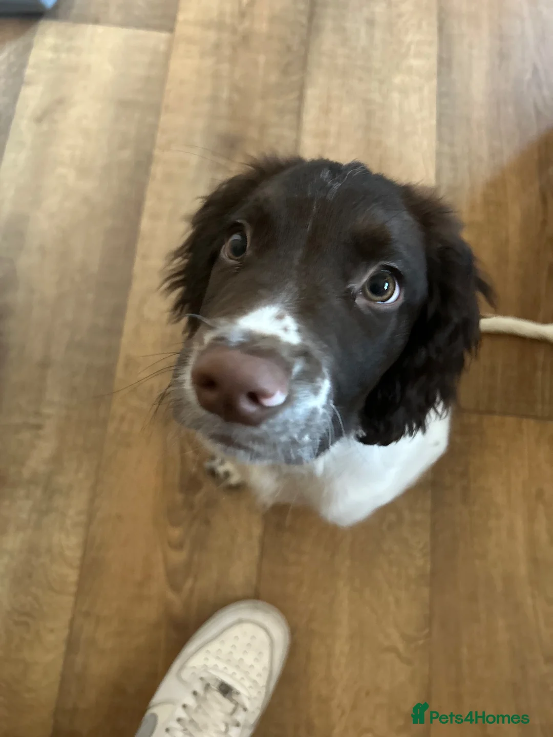 English Springer Spaniel dogs for sale: male puppy  in Highbridge - Advert 2