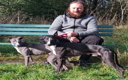 Whippet dogs for stud: Classy Smart Blue Boy 19.5tts.Sportingbred. - Image 29