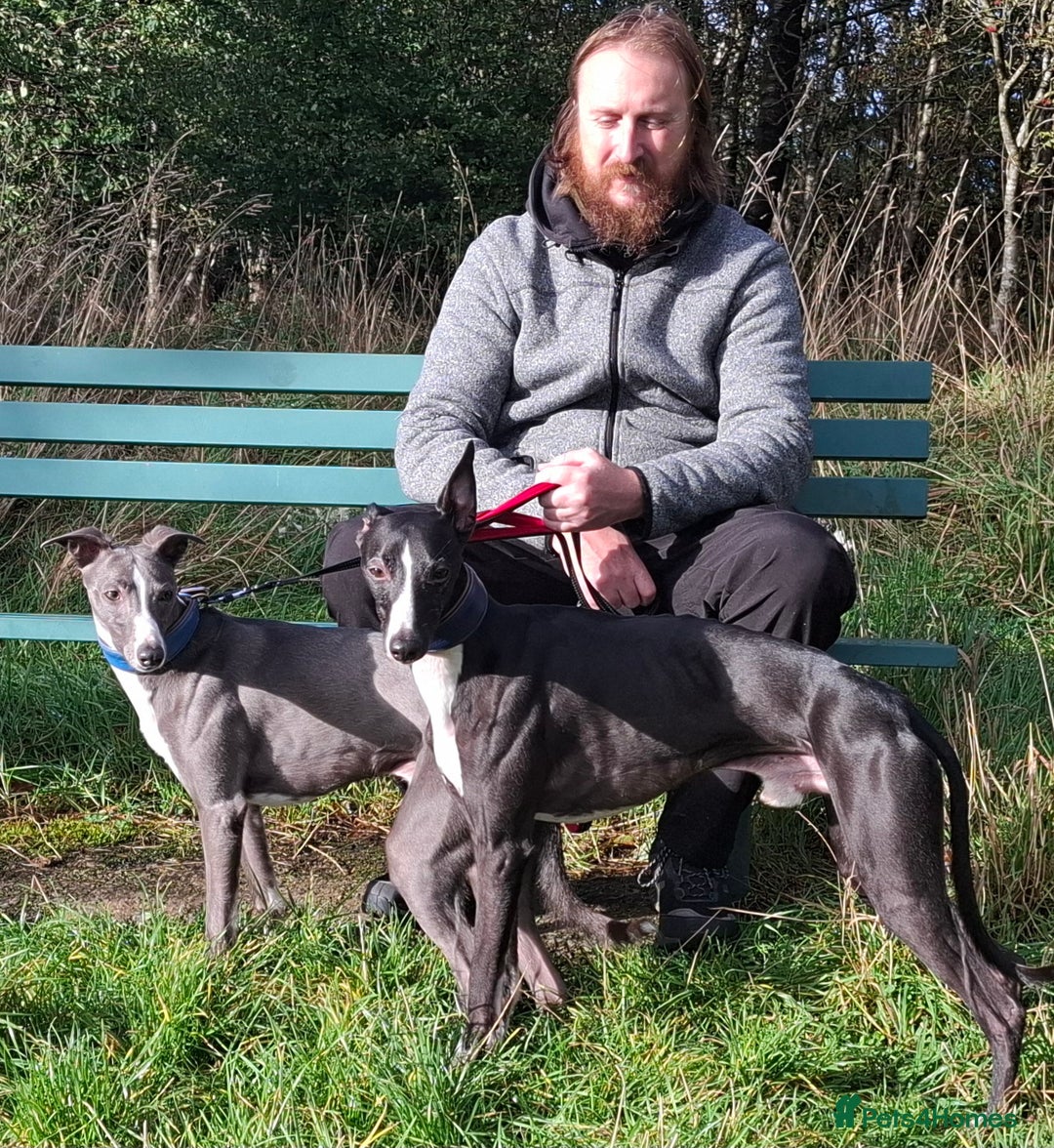 Whippet dogs for stud: Classy Smart Blue Boy 19.5tts.Sportingbred. - Image 29
