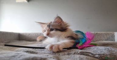 Maine Coon cats - Advert 9